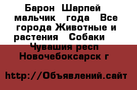 Барон (Шарпей), мальчик 3 года - Все города Животные и растения » Собаки   . Чувашия респ.,Новочебоксарск г.